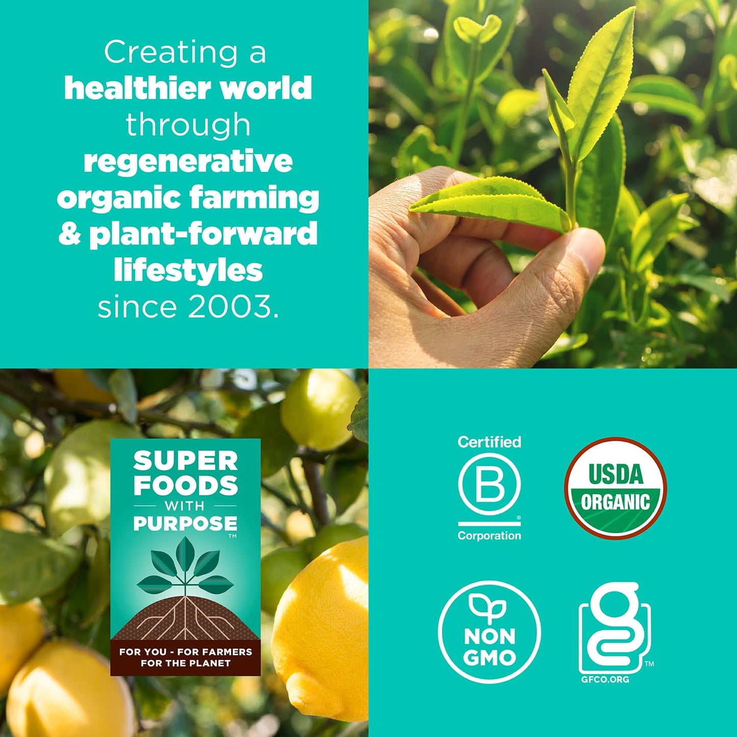 Navitas Organics Chocolate Brownie Superfood+ BITES – Power Snacks – All Natural Plant Based – Clean Energy & Nutrition – USDA Organic, Non GMO, Gluten Free, Kosher, Vegan (8oz. Bag 11 Servings)
