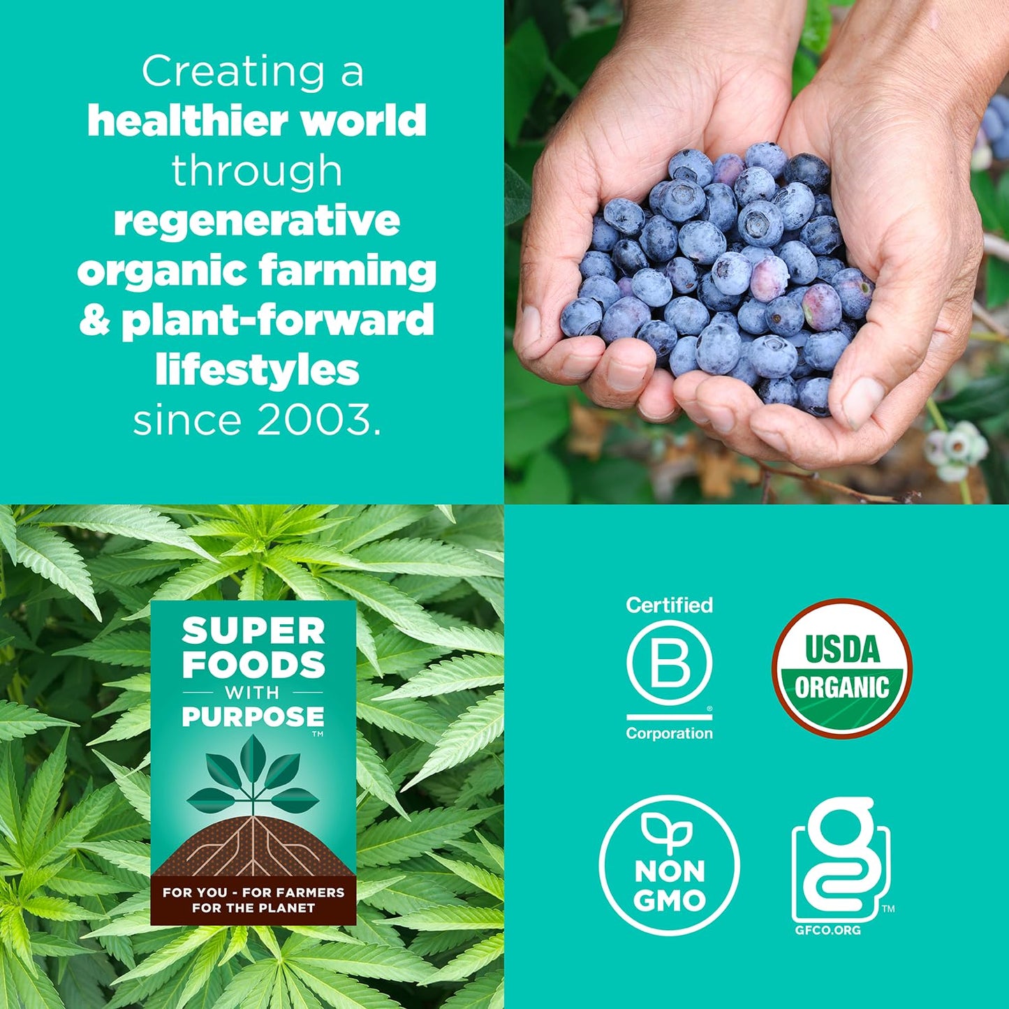 Navitas Organics Chocolate Brownie Superfood+ BITES – Power Snacks – All Natural Plant Based – Clean Energy & Nutrition – USDA Organic, Non GMO, Gluten Free, Kosher, Vegan (8oz. Bag 11 Servings)